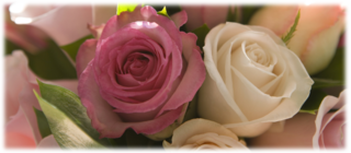 header-main2.png